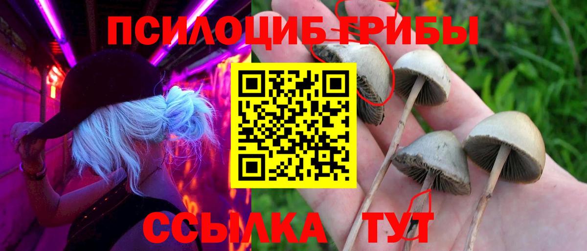Владимир  Псилоцибиновые грибы прущие грибы  Вход с VPN  Псилоцибиновые грибы мицелий 